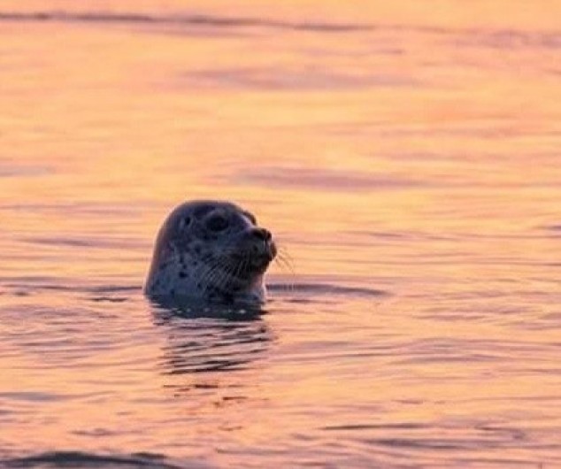 Location de vacances - Appartement à Cayeux-sur-Mer