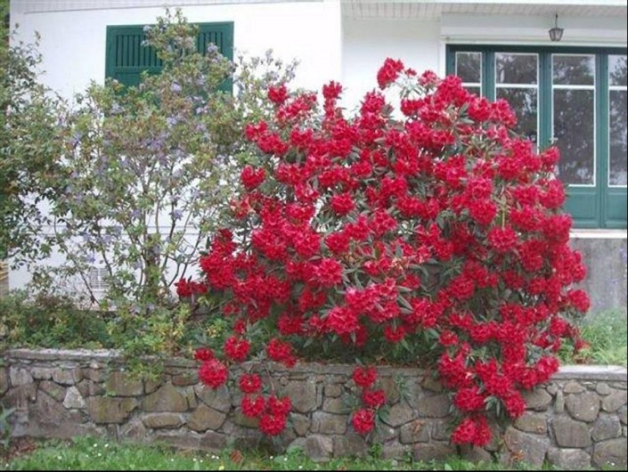 Location de vacances - Maison - Villa à Bidart - rhododendron fleuri à paques