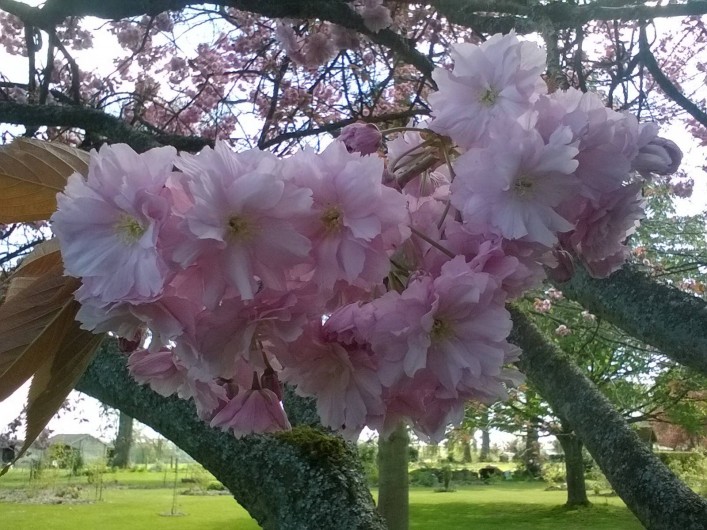 Location de vacances - Chambre d'hôtes à Bois-Guilbert - fleurs de prunus