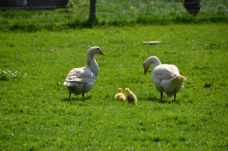 Location de vacances - Chambre d'hôtes à Bois-Guilbert - oies, jars et oisons