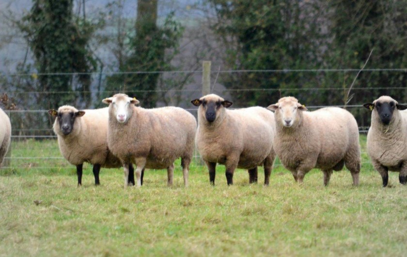 Location de vacances - Chambre d'hôtes à Bois-Guilbert - Ecopaturage grâce à nos brebis tondeuses
