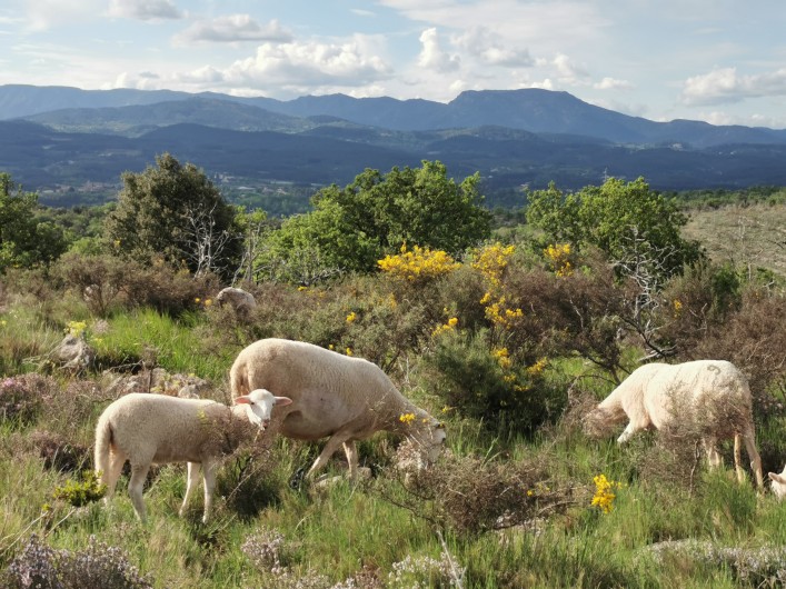 Location de vacances - Villa à Labeaume - Quand les moutons passent au Domaine.