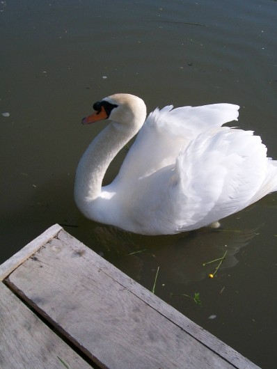 Location de vacances - Gîte à Saint-Omer - Le gourmand du marais viendra vous réclamer du main