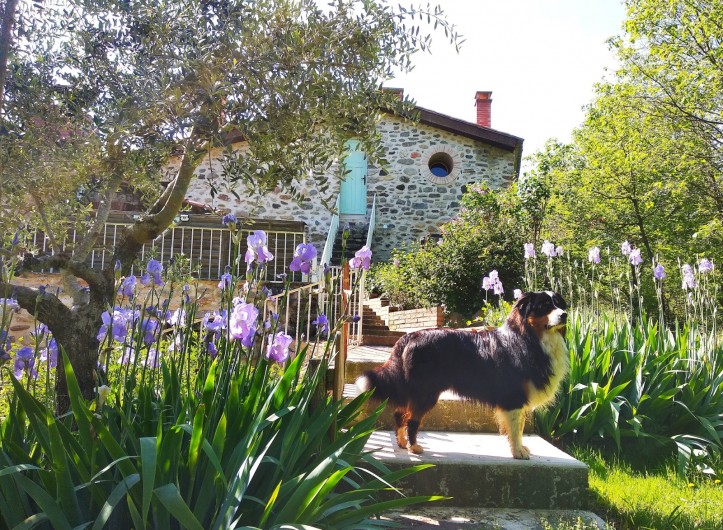 Location de vacances - Gîte à Eus - Moulin avec le gentil chien Baloo