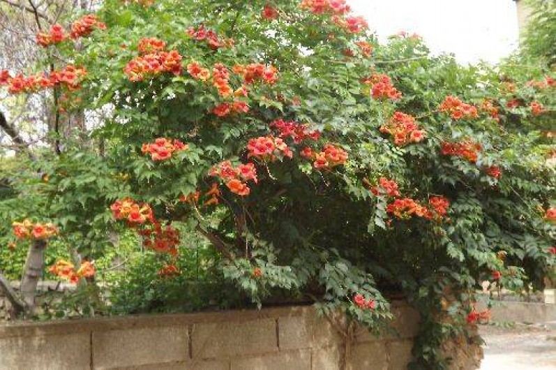 Location de vacances - Maison - Villa à Fabrezan