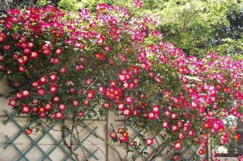 Location de vacances - Maison - Villa à Fabrezan