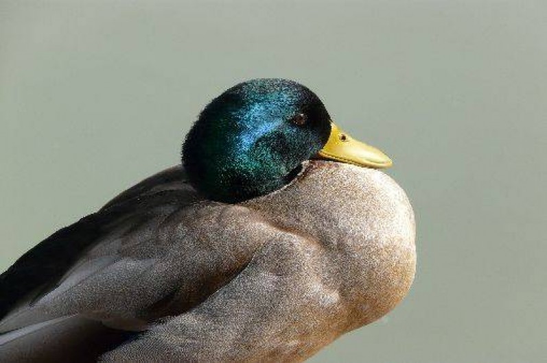 Location de vacances - Gîte à Saintes-Maries-de-la-Mer