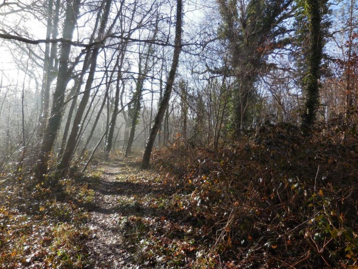 Location de vacances - Chambre d'hôtes à Laruscade - Chemin dans la forêt