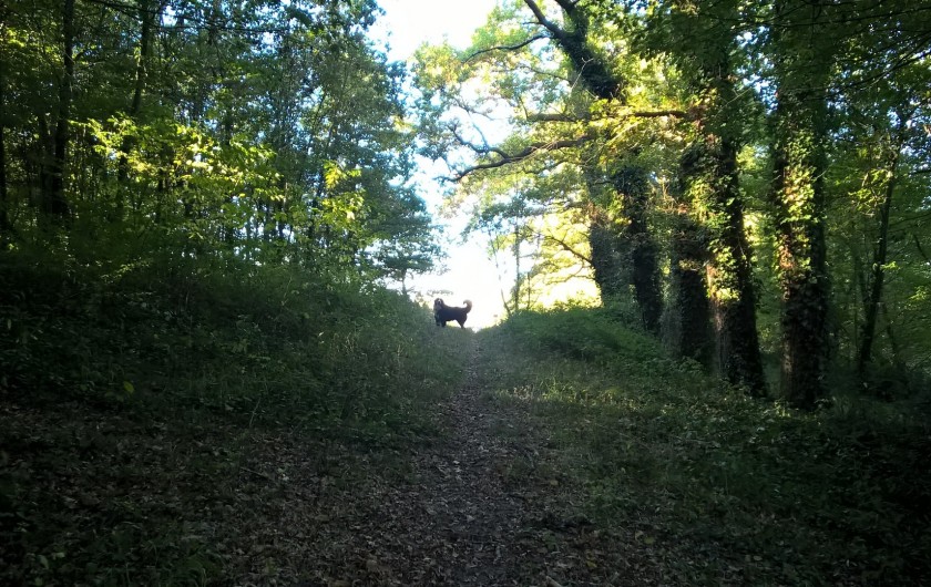 Location de vacances - Chambre d'hôtes à Laruscade - Oolong, notre bouvier bernois, guide forestier.