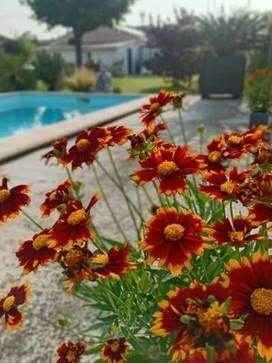 Location de vacances - Gîte à L'Isle-sur-la-Sorgue - Plage de la piscine
