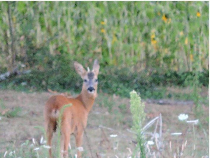Location de vacances - Gîte à Fossemagne