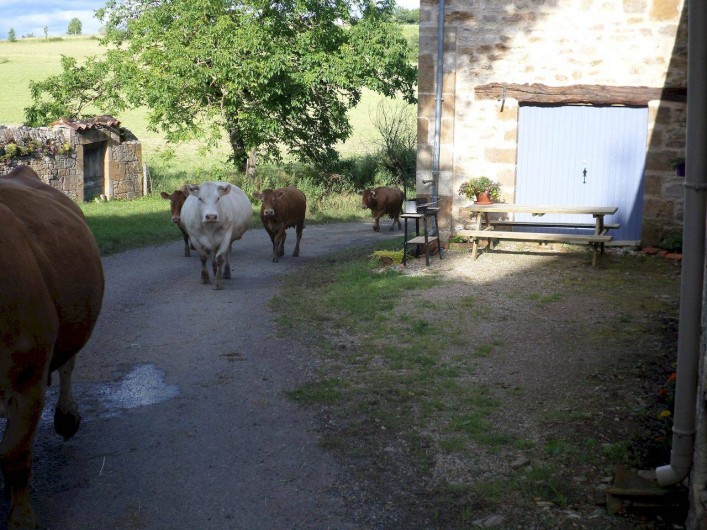 Location de vacances - Appartement à Causse-et-Diège - les vaches de nos voisins passent parfois pour rentrer du pré