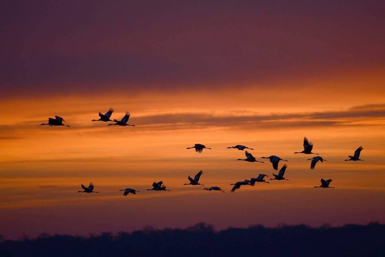 Location de vacances - Villa à Écollemont - Printemps et Automne des milliers d'oiseaux migrateurs.