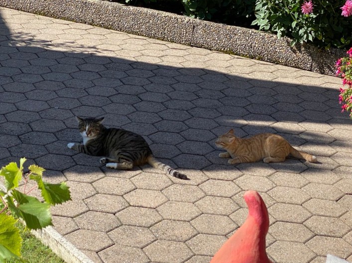 Location de vacances - Appartement à Grindelwald - nos chats Leo et Mäx
