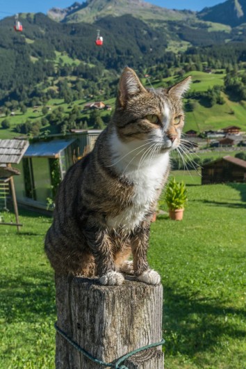 Location de vacances - Appartement à Grindelwald - notre chat Leo qui aime les pats