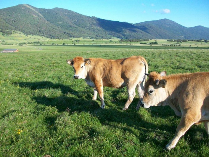 Location de vacances - Gîte à Formiguères