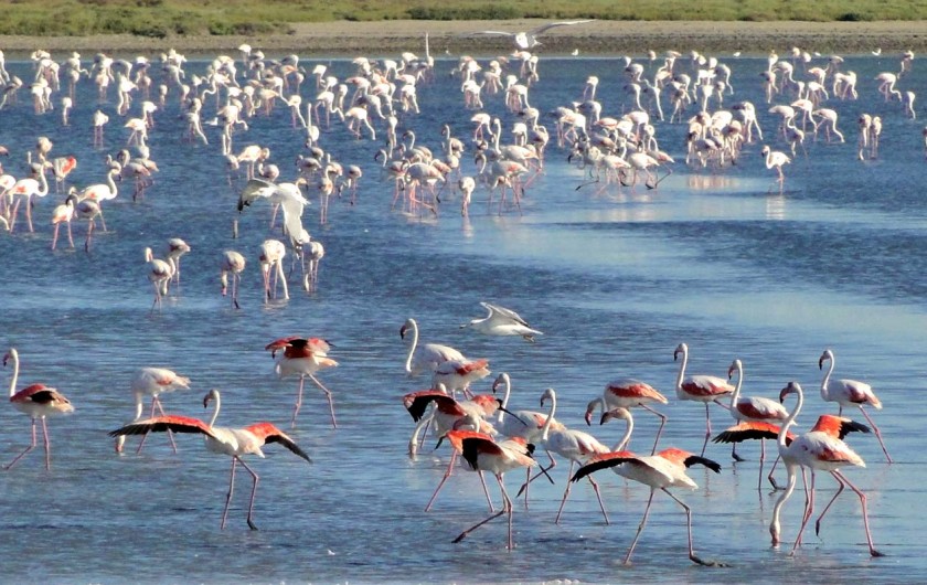 Location de vacances - Appartement à Arles