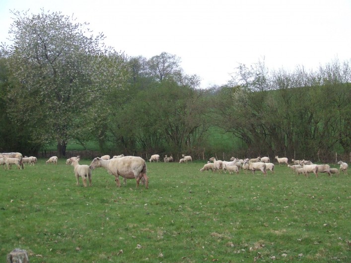 Location de vacances - Tipi à Saint-Vincent-en-Bresse - Vous serez entourés de moutons, de poules, des bois et prés !