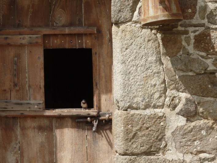 Location de vacances - Gîte à Cancale - Dans cette cave logent nos fidèles hirondelles