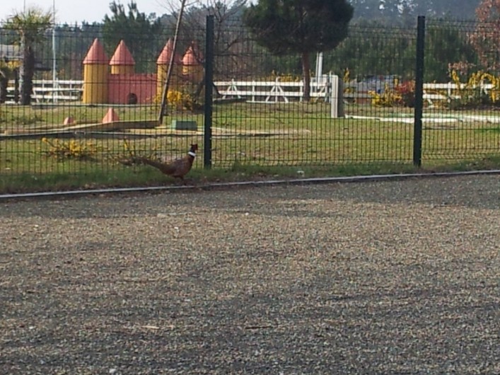 Location de vacances - Chalet à Lit-et-Mixe - minigolf