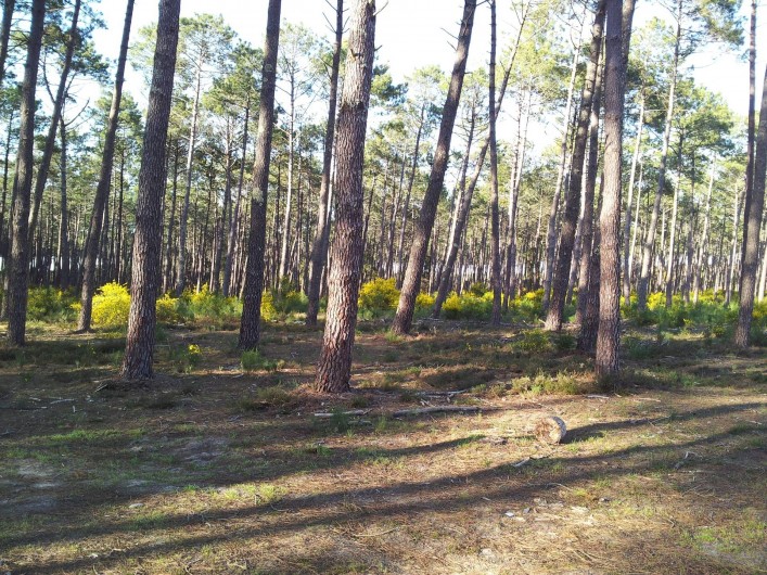 Location de vacances - Chalet à Lit-et-Mixe - la foret en face