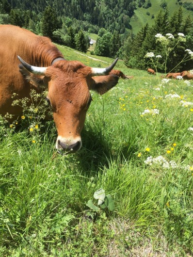 Location de vacances - Chalet à Arêches - Au pays du fromage de Beaufort et des belles vaches.