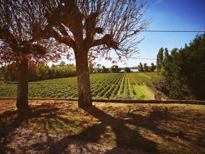 Location de vacances - Gîte à Bourg sur Gironde - Vue sur le vignoble et l'estuaire depuis le pavillon