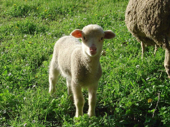 Location de vacances - Maison - Villa à Rapale - Un visiteur