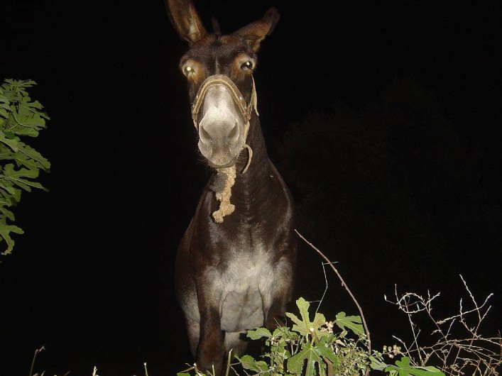 Location de vacances - Maison - Villa à Rapale - Un âne corse noctenbule