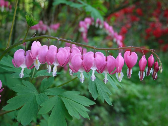 Location de vacances - Chambre d'hôtes à Longecourt-en-Plaine