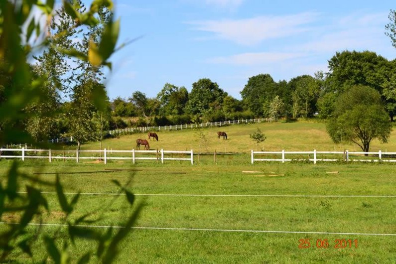 Location de vacances - Gîte à La Baconnière - Vue extérieure avec chevaux