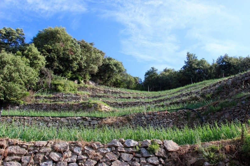 Location de vacances - Gîte à Notre-Dame-de-la-Rouvière - Terrasse de champs                  d' oignons doux prés du Mas