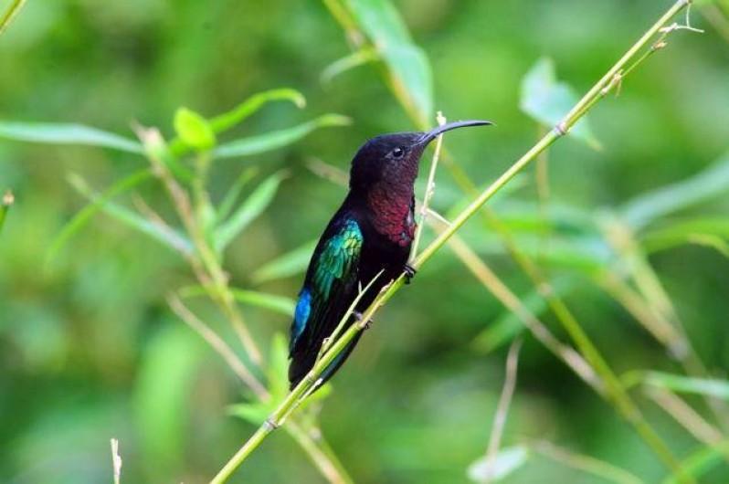 Location de vacances - Bungalow - Mobilhome à Le François - l'un des nombreux colibris de la Route des épices.