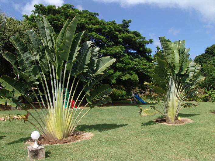 Location de vacances - Bungalow - Mobilhome à Le François - les bungalows et villas sont situés dans un magnifique parc de 9000 m2.