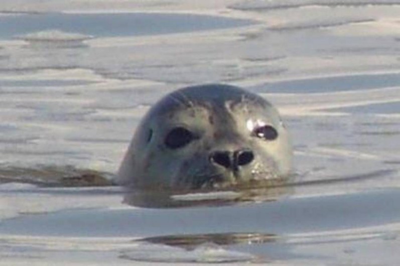 Location de vacances - Maison - Villa à Cayeux-sur-Mer
