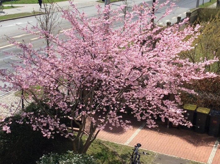 Location de vacances - Appartement à Dresde - Devant la maison au printemps