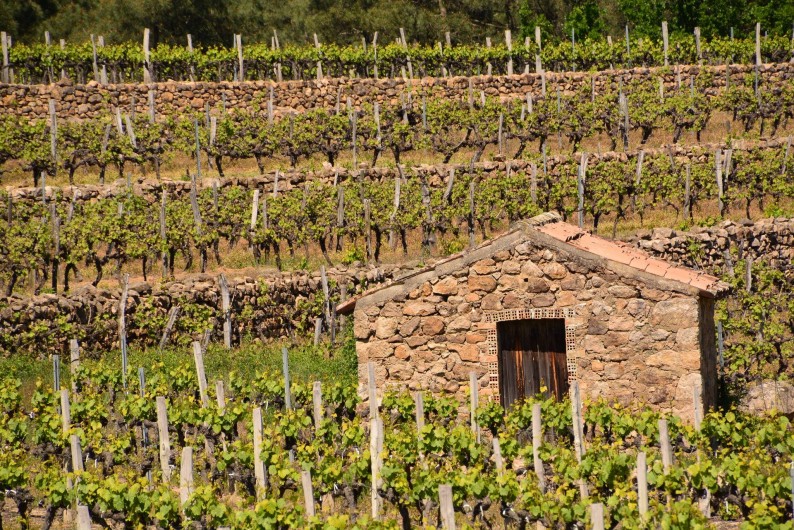 Location de vacances - Gîte à Les Assions - promenade dans les vignes