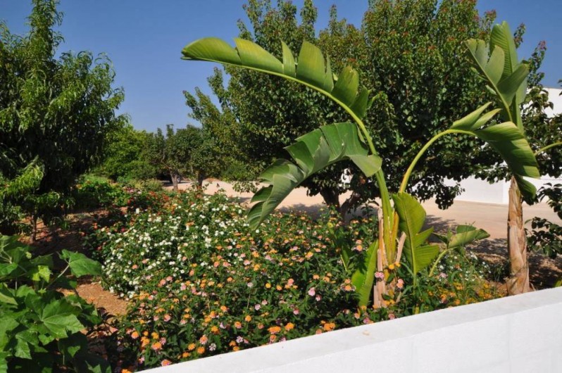 Location de vacances - Villa à Silves