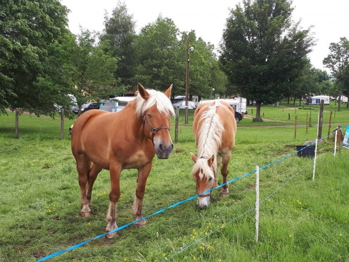 Location de vacances - Camping à Langogne - Accueil des chevaux