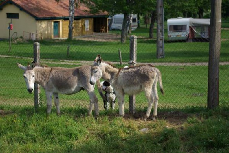 Location de vacances - Camping à Langogne - Le parc aux ânes et aux chevaux