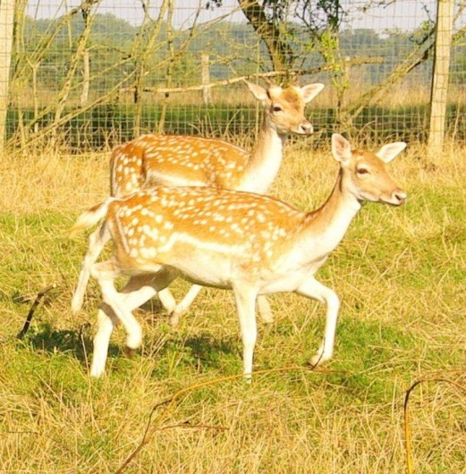 Location de vacances - Gîte à Renève