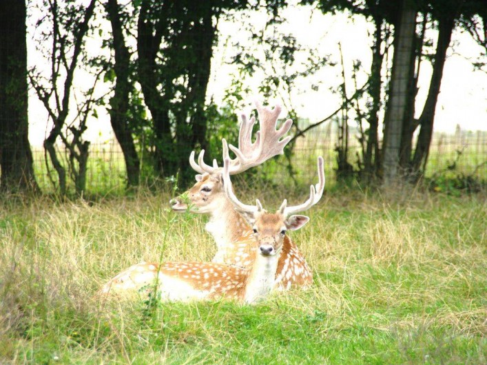 Location de vacances - Gîte à Renève