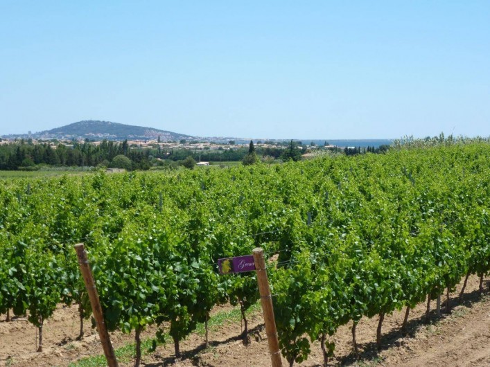 Location de vacances - Gîte à Mèze