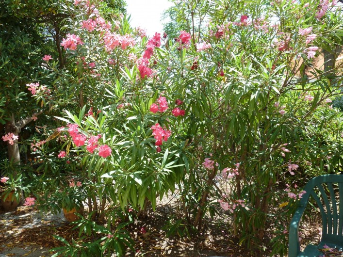 Location de vacances - Chalet à Le Barcarès