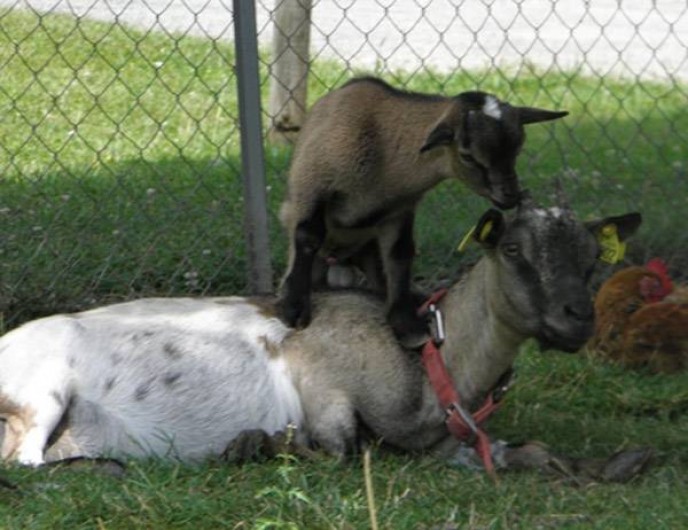 Location de vacances - Camping à Saint-Hilaire-de-Lusignan