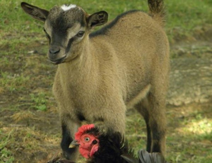 Location de vacances - Camping à Saint-Hilaire-de-Lusignan