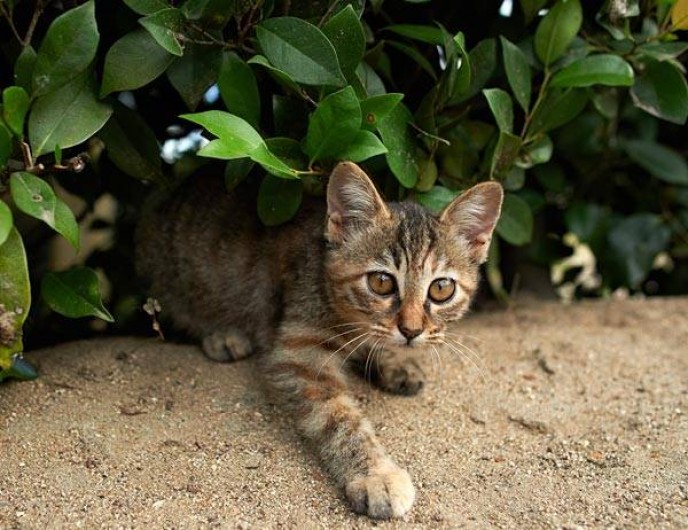 Location de vacances - Camping à Saint-Hilaire-de-Lusignan