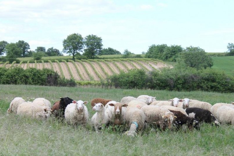 Location de vacances - Camping à Barjac