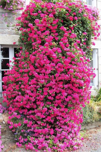 Location de vacances - Gîte à Ploubazlanec