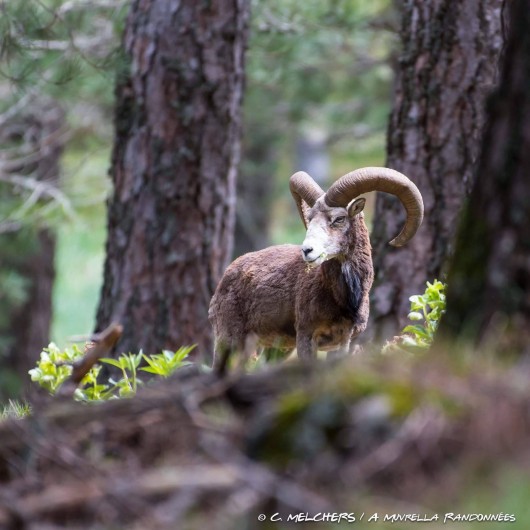 Location de vacances - Gîte à Aregno